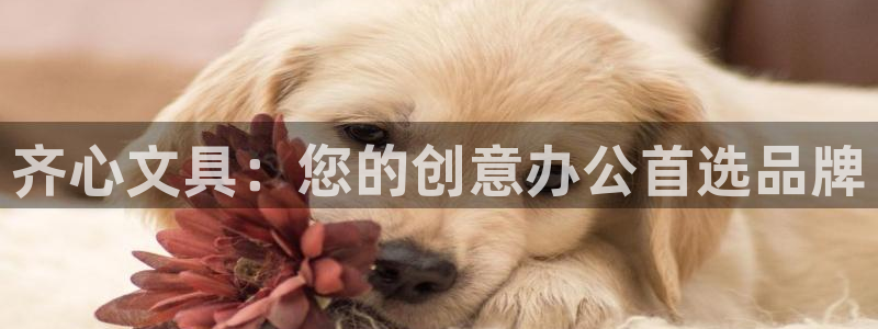 j9九游会官网：齐心文具：您的创意办公首